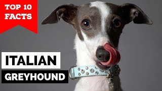 Italian Greyhound  Top 10 Facts [upl. by Sanders678]