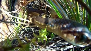 Boomslang attack on two nestling Cape Rockjumpers [upl. by Ringe]