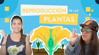 La reproducción de las plantas [upl. by Nibbs683]