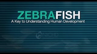 Zebrafish  A Key To Understanding Human Development [upl. by Beshore]