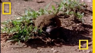 African Dung Beetle  National Geographic [upl. by Devland]