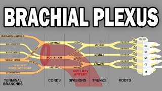 THE BRACHIAL PLEXUS AND UPPER LIMB INNERVATION [upl. by Eahsat868]