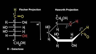 Fischer to Haworth Projection [upl. by Annabelle389]