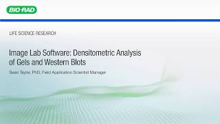 Image Lab Software Densitometric Analysis of Gels and Western Blots [upl. by Ellessig]