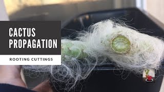 How to Propagate Cactus through Cuttings  Opuntia Snow [upl. by Fransisco]