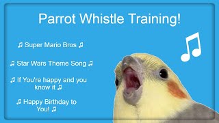 Bird Whistle Training Teach Your Bird  Parrot to Sing 8 Hour Loop [upl. by Forbes]