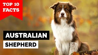 Australian Shepherd  Top 10 Facts [upl. by Benedic]