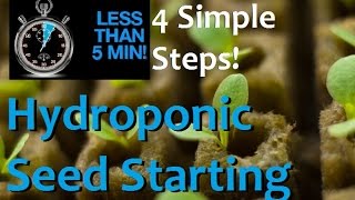 How to Start Seeds For Hydroponics in 5 minutes and 4 EZ Steps [upl. by Carmela]