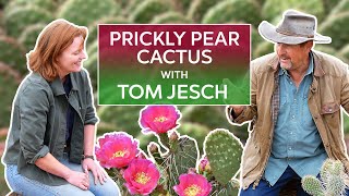 Prickly Pear Opuntia with Cactus Expert Tom Jesch [upl. by Anilecram228]