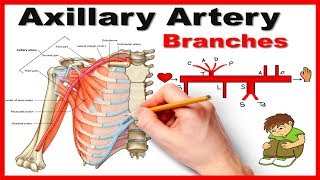 Axillary Artery Branches Mnemonic series  12 [upl. by Comfort942]