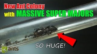 New Ant Colony Massive Super Majors [upl. by Patty]