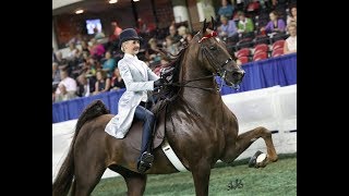 Samantha Swiger Saddlebreds 2017 [upl. by Latnahs405]