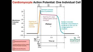 Cardiac Muscle Action Potential Diagram EXPLAINED [upl. by Filmer597]