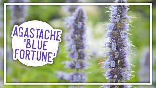 Plant of the Week Agastache Blue Fortune [upl. by Eelyrag675]