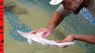 CATCHING a Pet BABY SHARK for Home AQUARIUM [upl. by Lotsirhc]