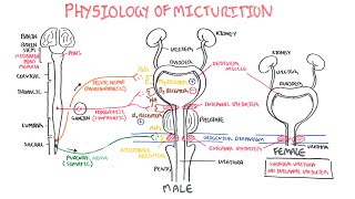 Physiology of Micturition [upl. by Wallraff]