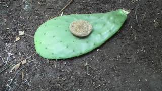 How to Plant Opuntia Cactus so It wont Rot Comparing Techniques [upl. by Wehtta522]