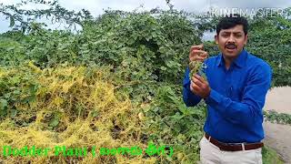 Cuscuta Dodder Plant [upl. by Marshal]