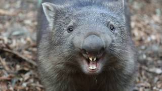 WOMBAT YELLING  The Australian Reptile Park [upl. by Ainirtak]