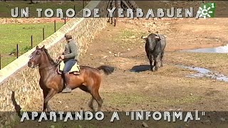 Toros de Yerbabuena enfundar pitones al toro burraco Informal  Toros desde Andalucía [upl. by Damara]