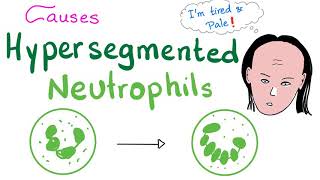 Phagocytosis Neutrophils amp Macrophages [upl. by Anitsirc]