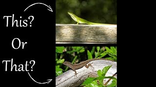 Cuban Brown Anole or Green Anole [upl. by Keary]