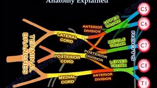 Brachial Plexus Brachial Plexus anatomy [upl. by Adnarom689]