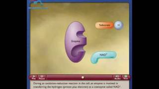 NAD How the NAD Works in Cell [upl. by Hayyifas]