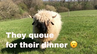 Swiss Valais blacknose sheep  How we feed our small in lamb flock [upl. by Ettessil]