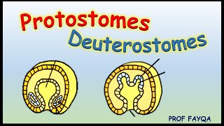 Protostomes Vs Deuterostomes [upl. by Tiphani]