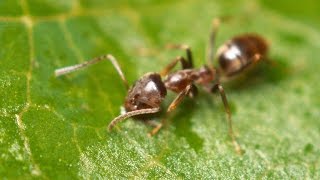 Argentine Ants  The Global Super Colony [upl. by Gibby]