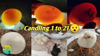 Chicken egg candling day 1 to 21egg hatching [upl. by Maggy604]