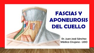 🥇 FASCIAS Y APONEUROSIS DEL CUELLO Fácil Rápido y Sencillo [upl. by Temirf]