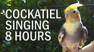 Pied Cockatiel Singing Sounds Tono Cockatiel Calls  Natural Song [upl. by Risley]