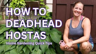 Deadheading Hostas  Home Gardening Quick Tips [upl. by Llieno]