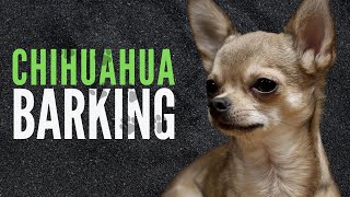 Chihuahua Barking Sound Effects  60 Minutes [upl. by Valerlan53]