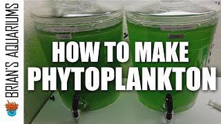 How to make Phytoplankton [upl. by Woothen]