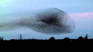 Gretna Green Starling Murmurations [upl. by Baer]