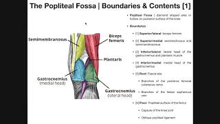 The Popliteal Fossa EXPLAINED  Boundaries amp Contents [upl. by Tigdirb]