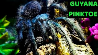 Guyana Pinktoe Tarantula Avicularia avicularia Care amp Husbandry [upl. by Aikkan]