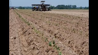 Louisiana farmers completing sweet potato planting [upl. by Aneeram]