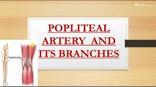 Popliteal artery and its branches [upl. by Eyoj823]