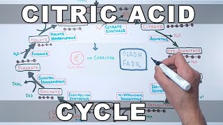 Citric Acid Cycle  Krebs Cycle [upl. by Rosio434]