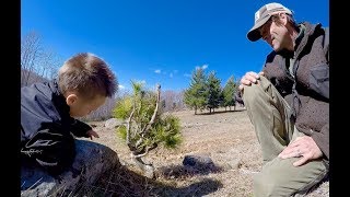 Collecting for Bonsai Eastern White Pine 2017 [upl. by Viking]