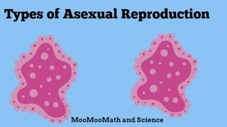 Asexual Reproduction [upl. by Anihs191]