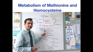 Metabolism of Methionine and Homocysteine [upl. by Harim]