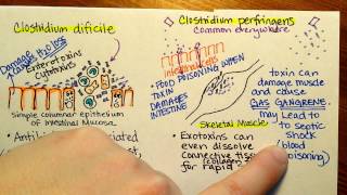 Clostridium Perfringens  Dr Amr Abdallah [upl. by Efren669]