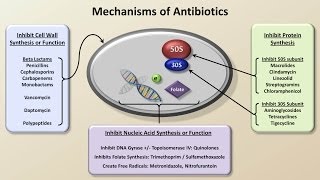 Mechanisms and Classification of Antibiotics Antibiotics  Lecture 3 [upl. by Hpesoj]