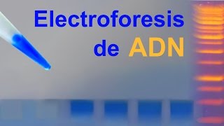 Electroforesis de ADN en gel de agarosa IQOGCSIC [upl. by Eissak36]