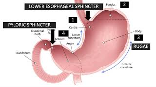 Zoom Class 5  Gastric Anatomy Relevant to Endoscopy  by Dr Selvi Thirumurthi MD [upl. by Charlet]